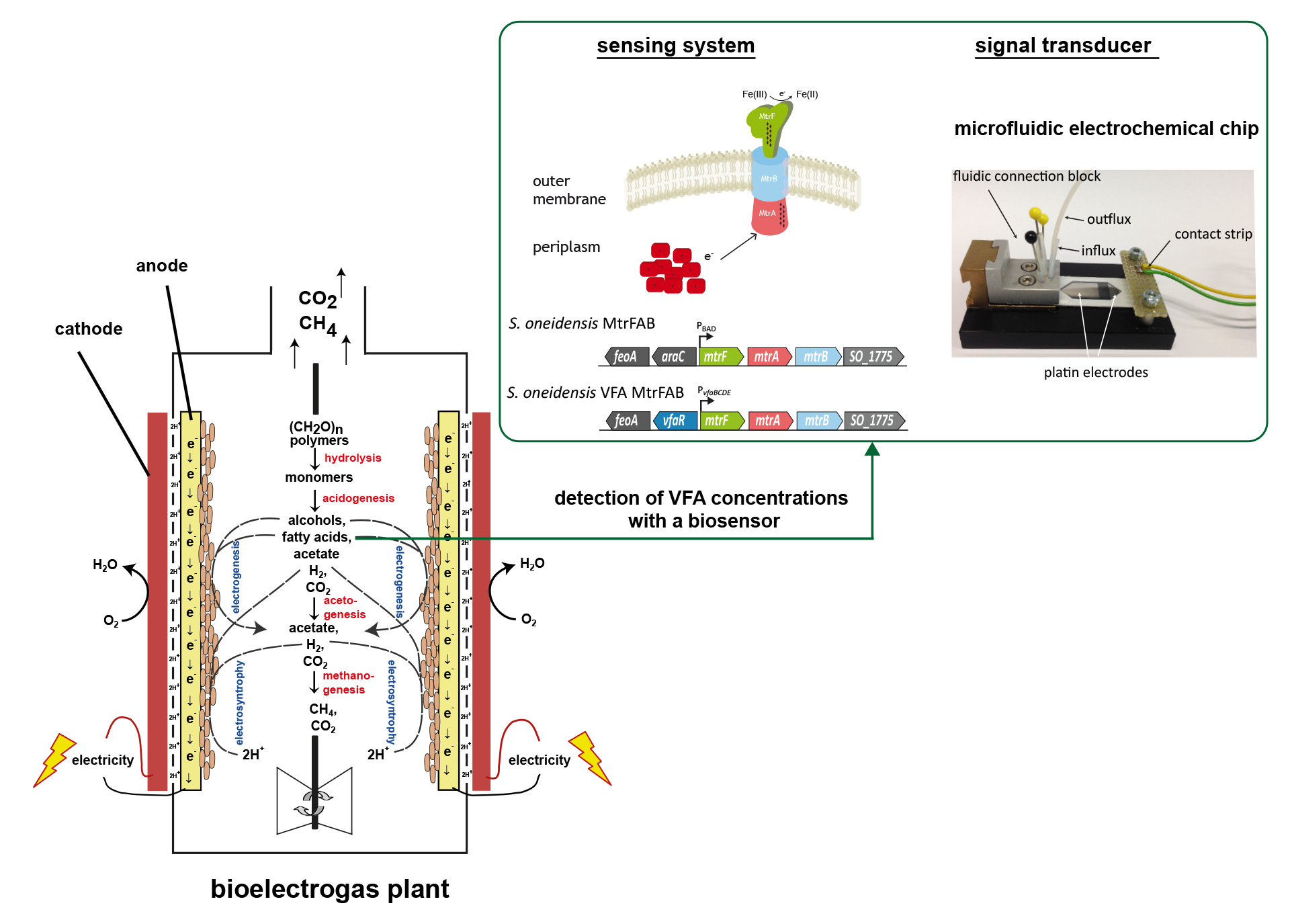 Biogas – neue Entdeckungen